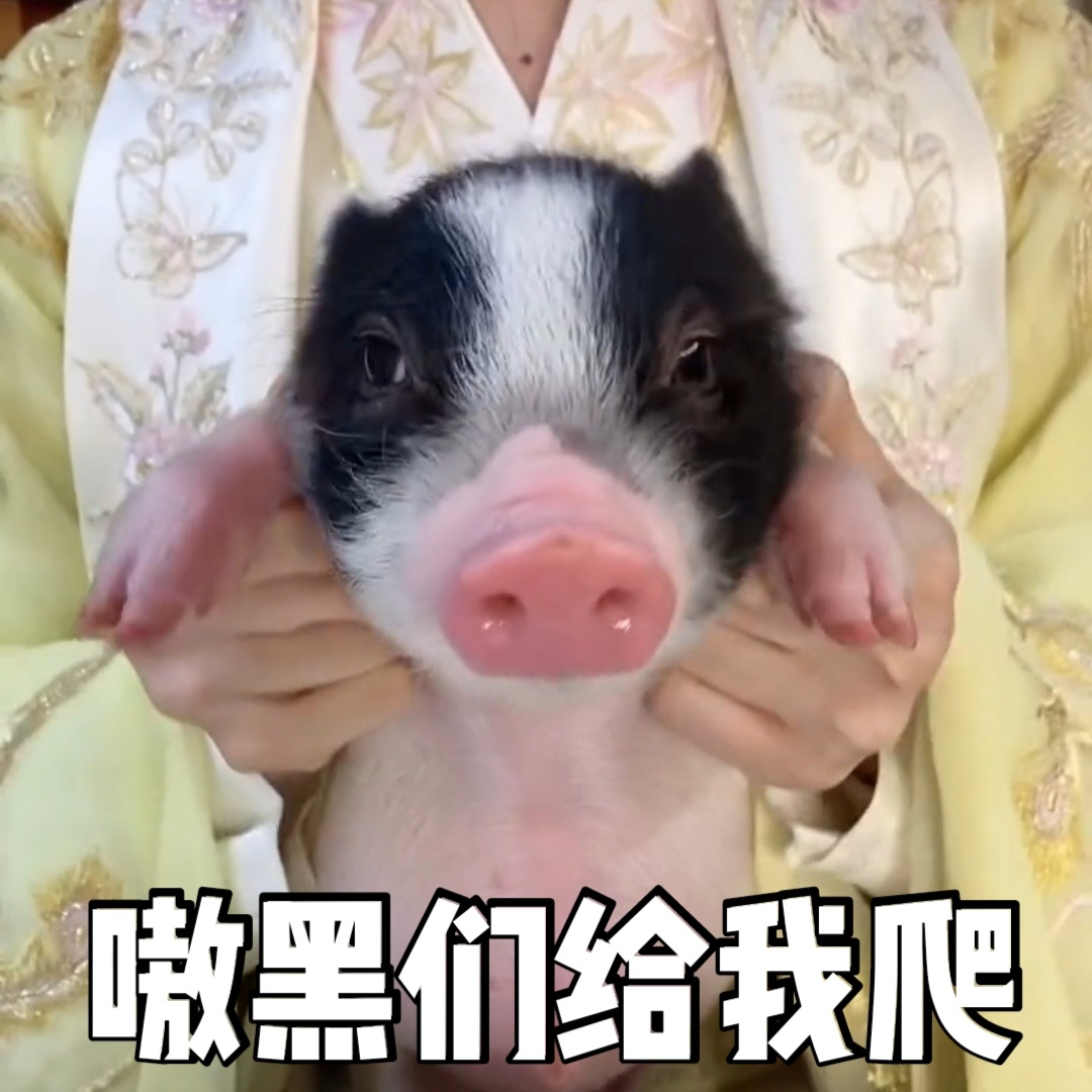 袁冰妍抱着猪猪沈嗷嗷可爱微信表情包