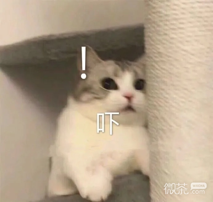 今日萌宠可爱微信表情包