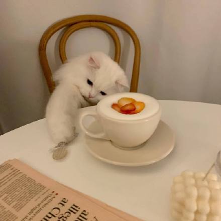坐在餐桌前的猫素材图片