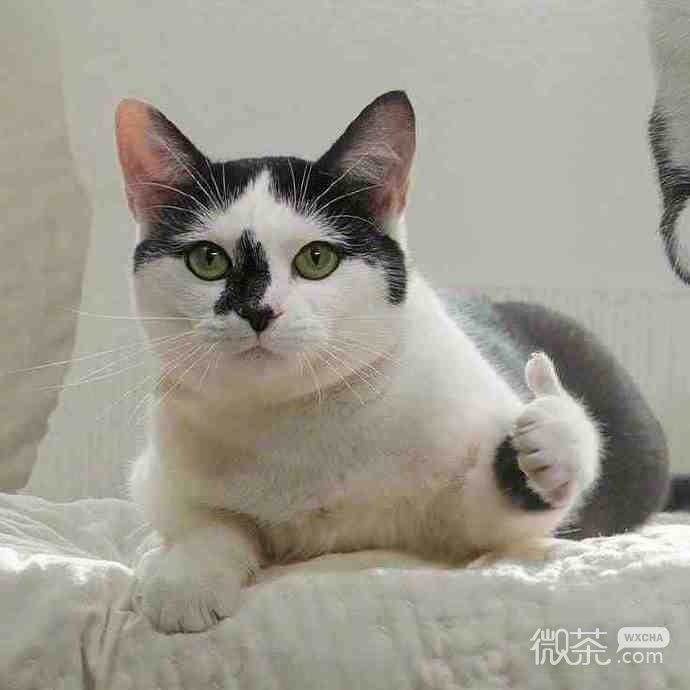 猫猫给你点赞微信表情包