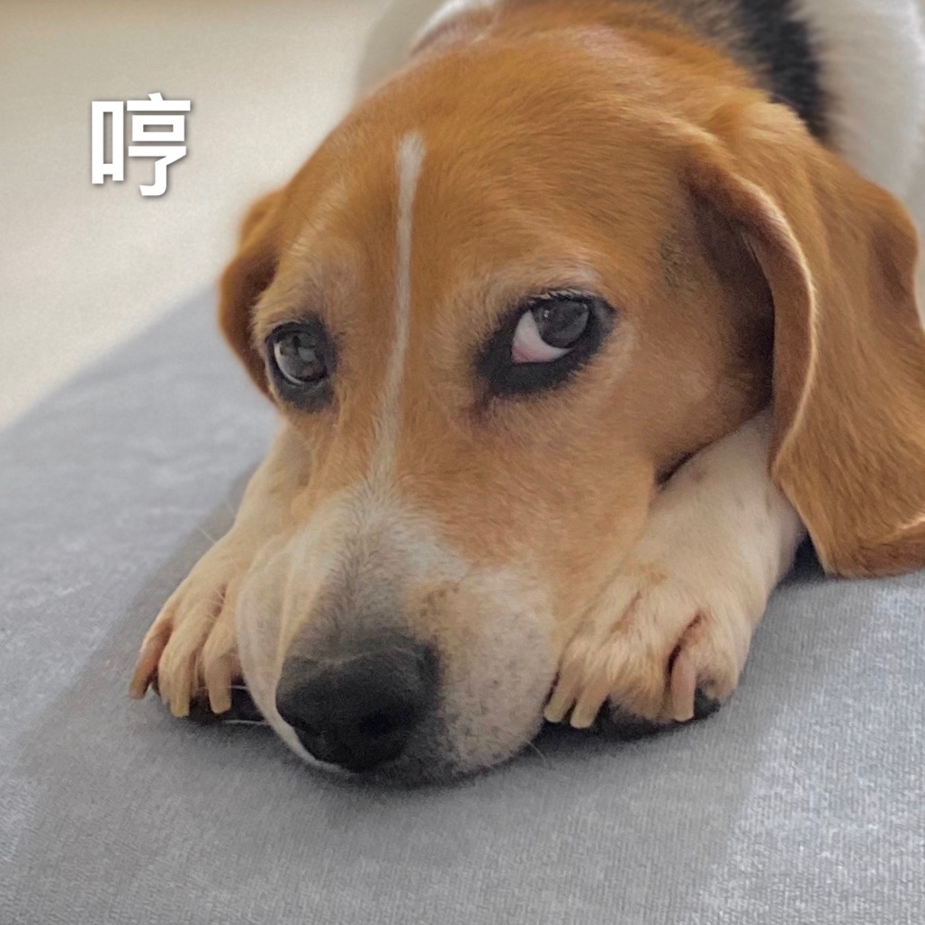 狗狗赖王八图图可爱微信表情包