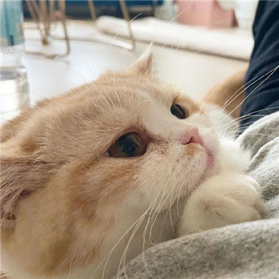可爱又好看的小猫咪头像