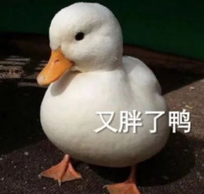 小可爱鸭子微信表情包
