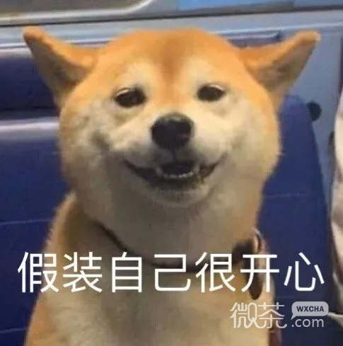 今日萌宠可爱微信表情包