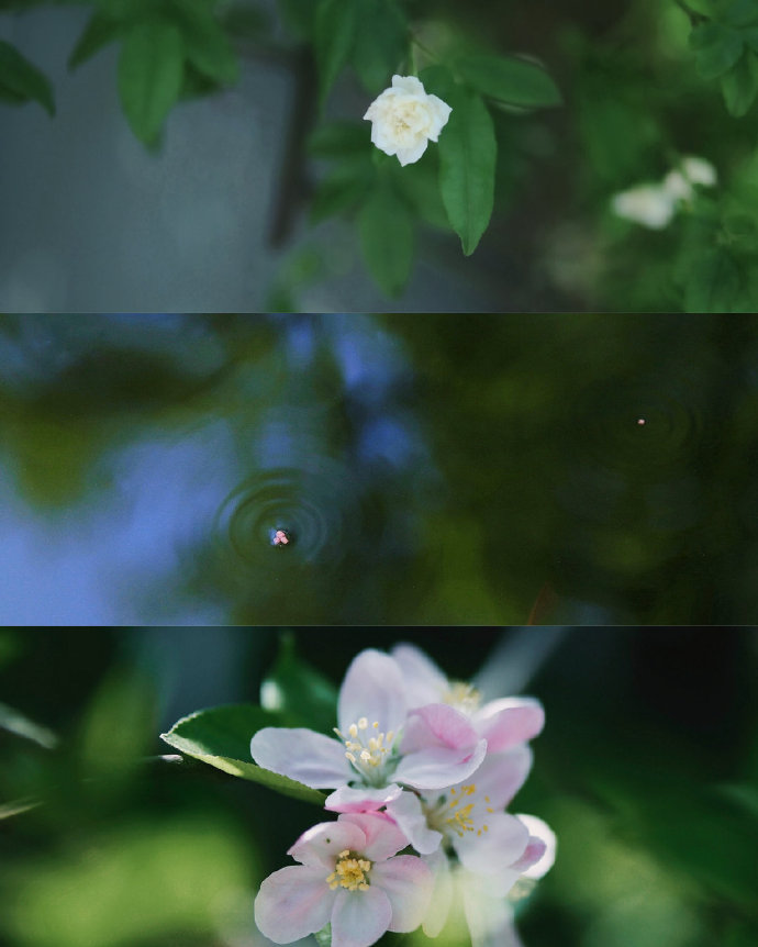 治愈三屏的春天微信聊天背景图