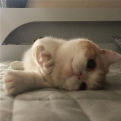 可爱又好看的小猫咪头像