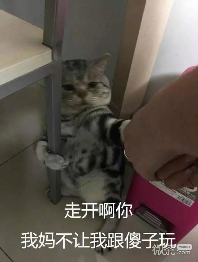 最可爱小宠物猫咪微信表情包 ​​​​