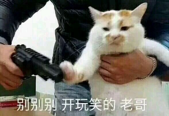 沙雕猫猫拿枪微信表情包