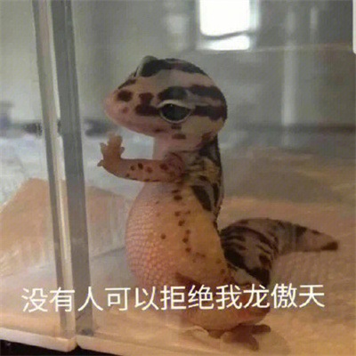 卖萌表情全新可爱