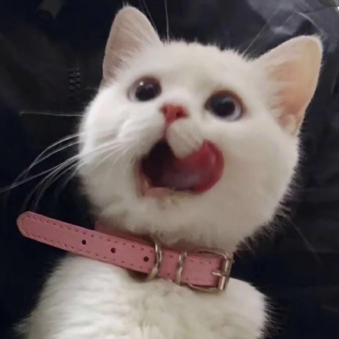 萌萌猫咪微信头像