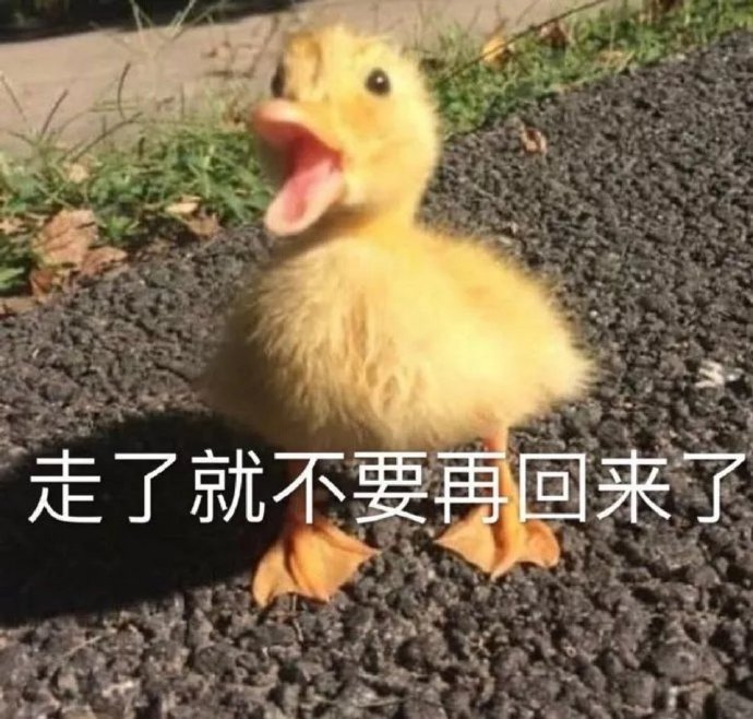 小可爱鸭子微信表情包