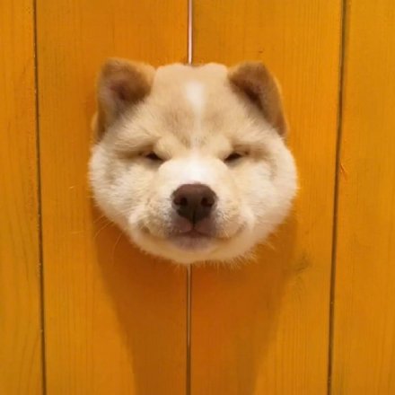 洞洞狗可爱微信头像