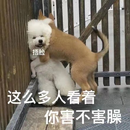 想要色色的猫咪和狗狗微信表情包