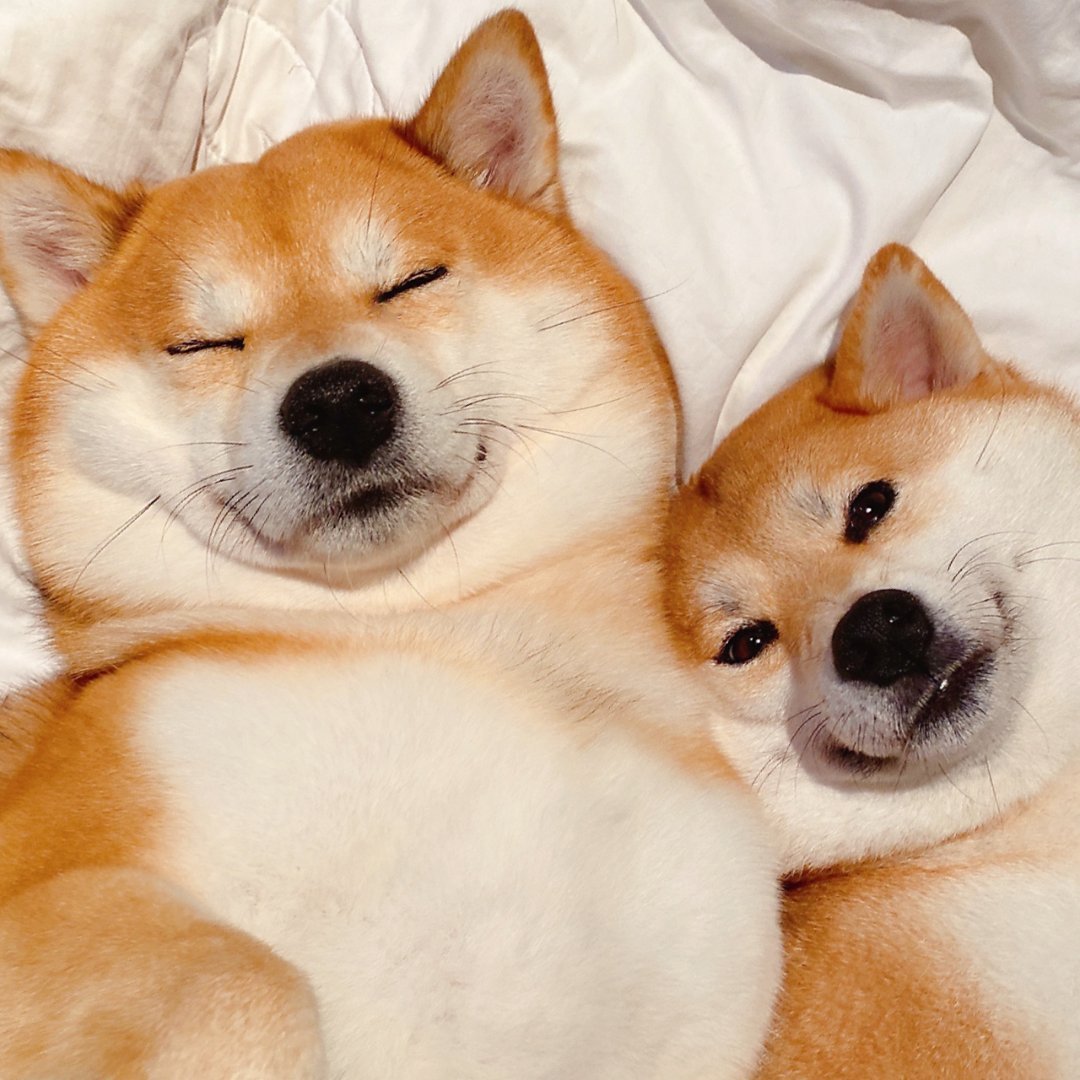 狗狗睡觉情侣微信头像