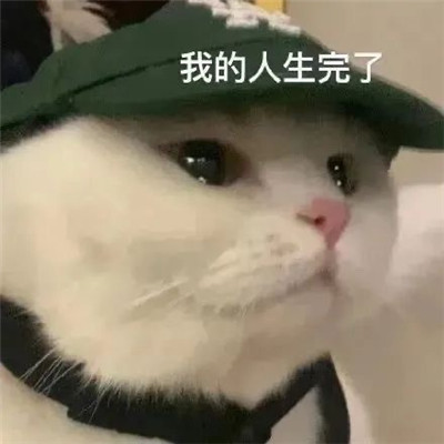 小猫咪超级可爱卖萌表情包