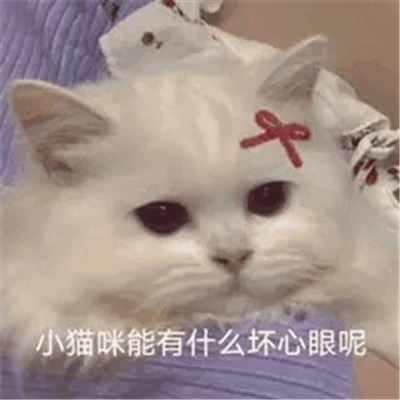 小猫咪能有什么坏心眼微信表情包