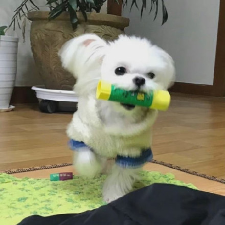 狗狗叼着东西可爱微信头像