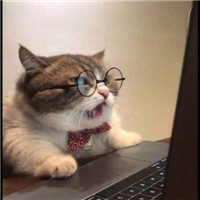 可爱有趣萌萌的猫咪情侣头像