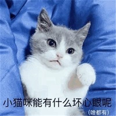 小猫咪能有什么坏心眼微信表情包