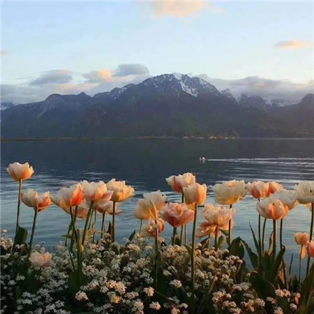 好看到爆的喜欢的温柔系背景