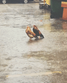 沙雕小动物动态微信表情包