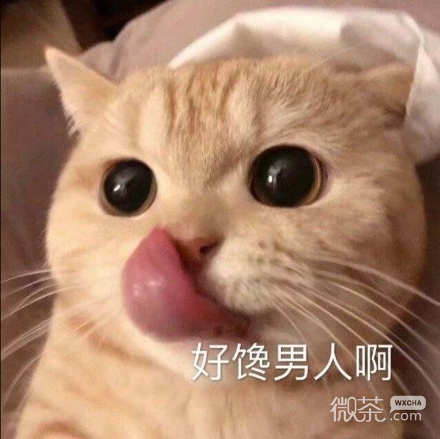 干干净净搞笑微信表情包