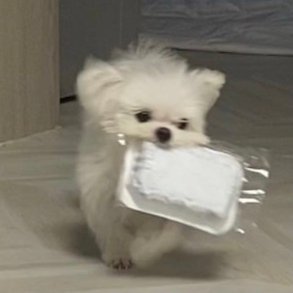 小狗叼着东西向你奔来可爱微信头像