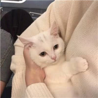 可爱萌萌哒喵星人猫咪情侣头像
