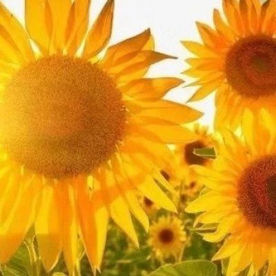 阳光风景高清头像