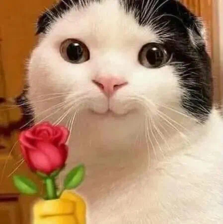 拿玫瑰的小猫咪微信表情包