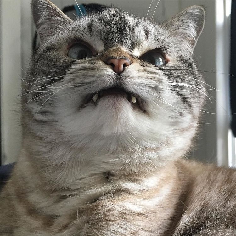 超凶的猫咪微信头像