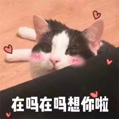 网络热门憨憨表情包