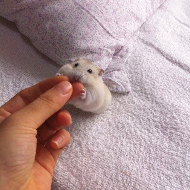 可爱的仓鼠搞怪微信头像