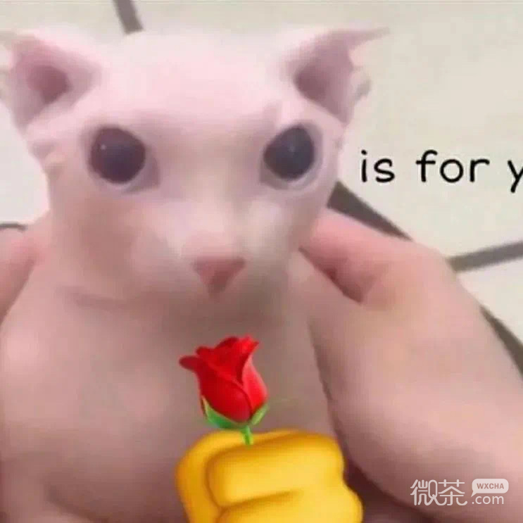 拿玫瑰的小猫咪微信表情包