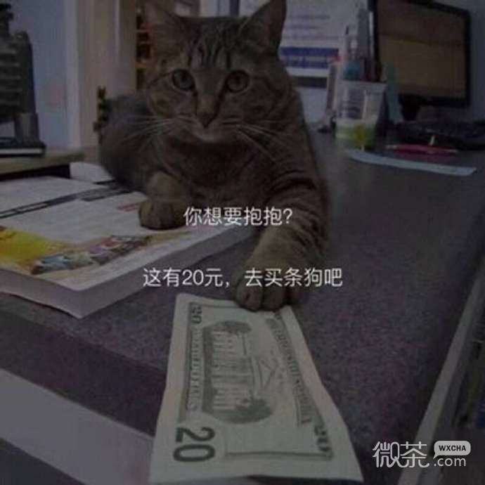 可爱小猫猫微信表情包