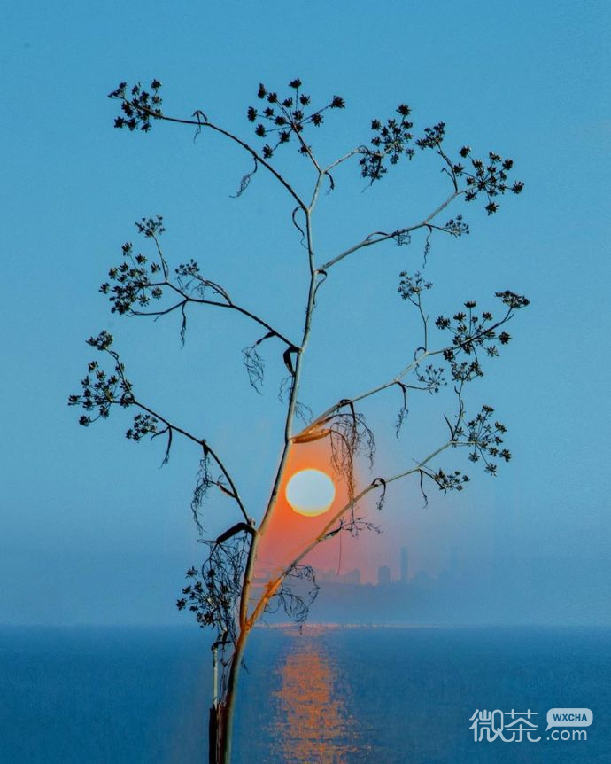 植物梦幻风景聊天背景图