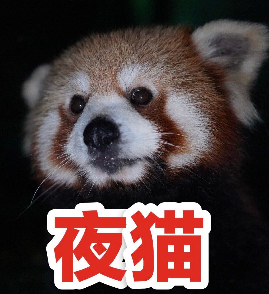 小熊猫可爱微信表情包