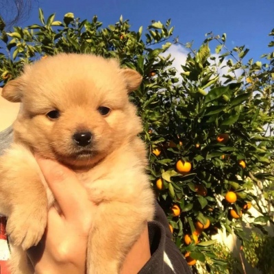 治愈系萌宠可爱微信头像