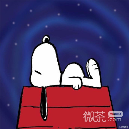 全新的晚安可爱微信素材图片