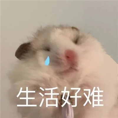 很高效的聊天表情包