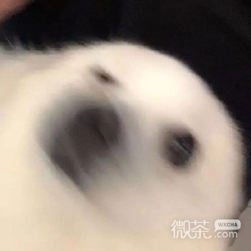 一组可爱好玩的微信头像