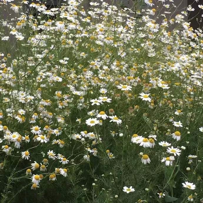 绿色系治愈小清新的微信背景图