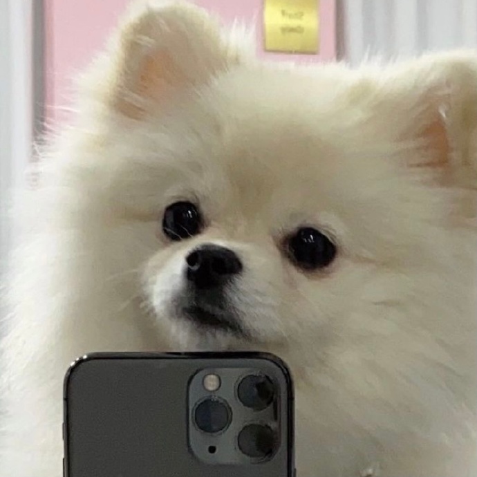 可爱狗狗的自拍微信头像