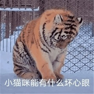 小猫咪能有什么坏心眼微信表情包