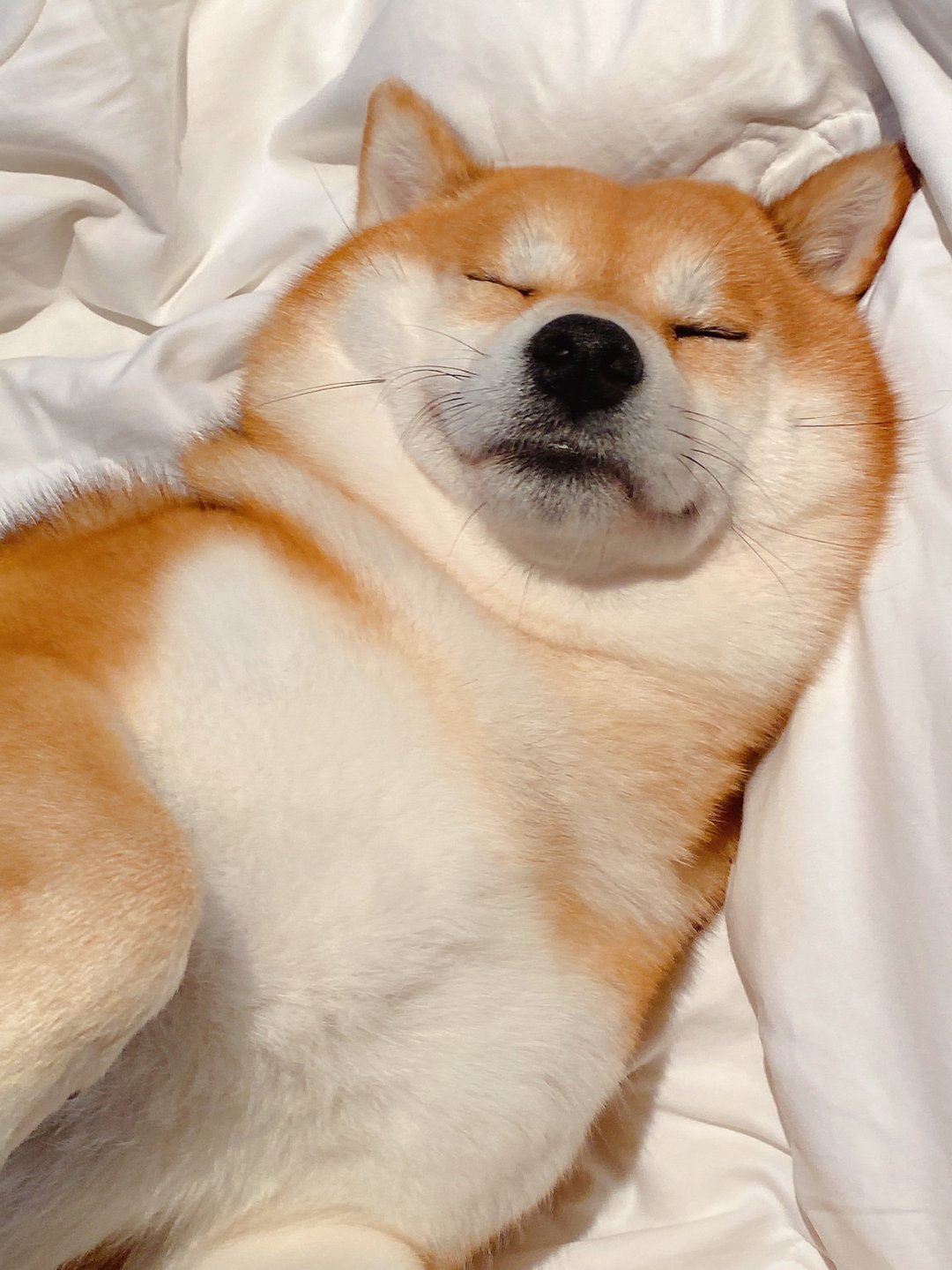 狗狗睡觉情侣微信头像