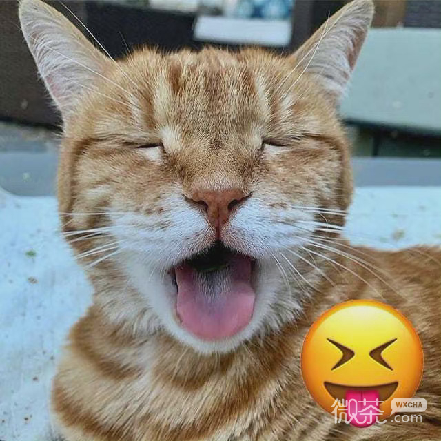 猫咪模仿小黄脸搞笑微信表情包