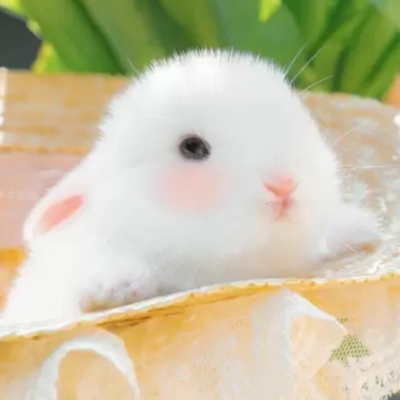 可爱小动物微信头像