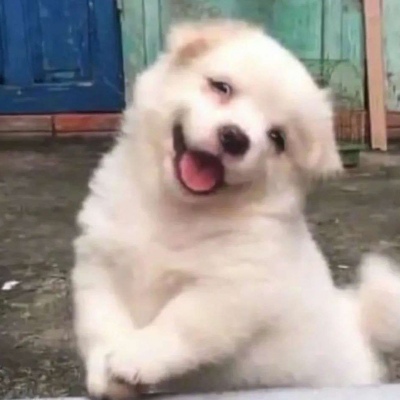 可爱萌萌的好看的宠物头像