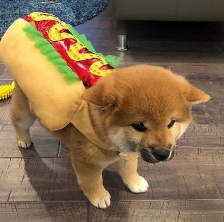 可爱的憨憨小柴犬微信头像