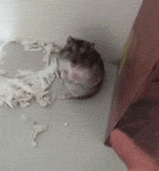 可爱小老鼠动态微信表情包